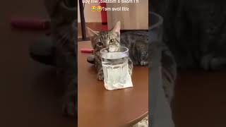 Funcho chandalchoukadichyakaramatispl fun funnycatvideos catvideos Cat dojacat [upl. by Gil180]