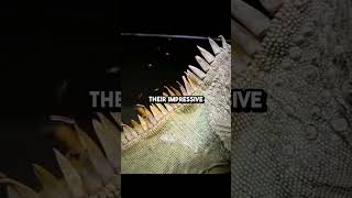 Incredible Iguana Facts You Didnt Know iguana facts shorts [upl. by Derf]