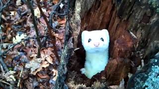 ErmineStoat in a Tree  Cute [upl. by Inoliel]