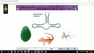 Ribozyme structure and activity [upl. by Oderfliw]