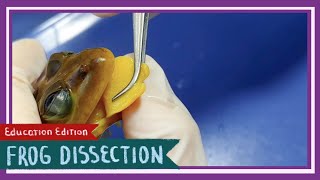 Frog Dissection  One Small Step for Man One Giant Leap for Frogs EDU [upl. by Mortie]