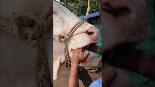 Wah ustad ji wah rooftop farming pets vet animals love earn farm [upl. by Sage]