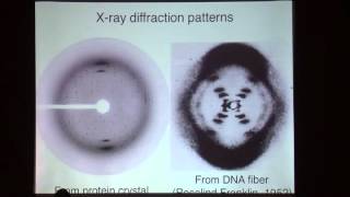 SciTech Cafe Lecture Can we Cure the Common Cold [upl. by Anenahs]