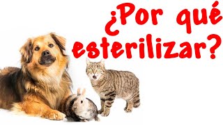 ⚠️ 7 VENTAJAS de ESTERILIZAR a mi Perro  Gato  Conejo [upl. by Lednar]