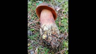 hřib kovář Neoboletus luridiformis hríb zrnitohlúbikovýscarletina bolete [upl. by Anirtep]