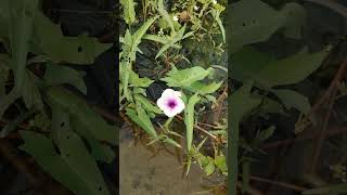 কলমি শাকের ফুল। Ipomoea aquaticariver spinachwater morning glorywater convolvulusSwamp cabbage [upl. by Hsotnas101]