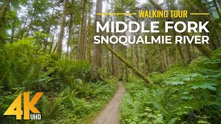 4K Forest Walk along Middle Fork Snoqualmie River Trail  Hiking with relaxing nature sounds [upl. by Grazia]