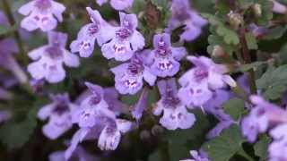 Glechoma hederacea  Gundermann GroundIvy [upl. by Ezri]