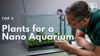 Top 5 Plants Suitable for a Nano Aquarium [upl. by Eatnuhs474]