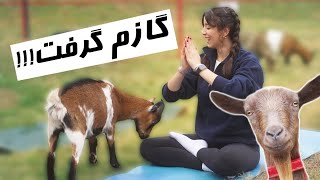 یوگا با بزGOAT YOGA IS FUN [upl. by Powell]