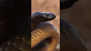 The Inland Taipan Unveiling the Worlds Deadliest Snake and Its Remarkable Adaptations 🐍😲 [upl. by Roybn]