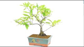 Sweet Chestnut Bonsai Tree Castanea Sativa [upl. by Pepper]