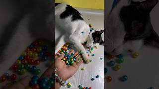 🌈🎉😻Reverse satisfied Amar beads cat barsikasmr satisfied reverse videoasmr soundscat and beads [upl. by Dunham]