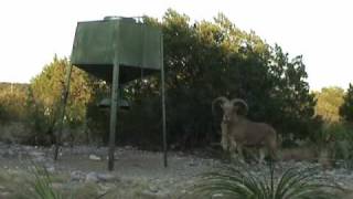 Aoudad [upl. by Jacqui]