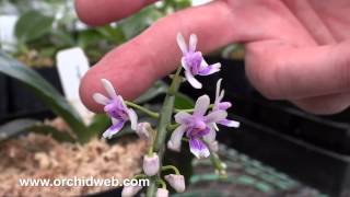 OrchidWeb  Phal deliciosa Kingidium decumbens [upl. by Gayler]