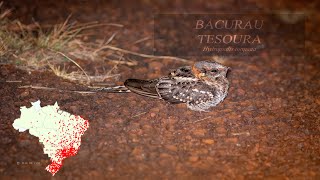 Bacurau Tesoura Hydropsalis torquata [upl. by Linzy]