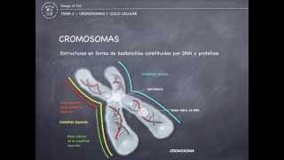 Tema 3  Cromosomas y ciclo celular [upl. by Nnylsoj]