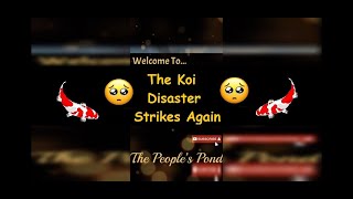 🥺 The Koi Disaster Strikes Again 🥺 ⚠️⚠️⚠️⚠️ Bad Bacteria is a killer ⚠️⚠️⚠️⚠️ [upl. by Sheilah]