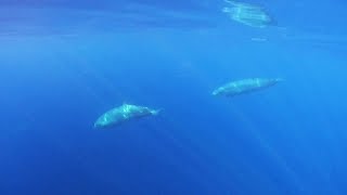 New beaked whale species discovered by scientists [upl. by Maddocks]