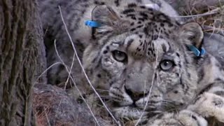 Tagging a Predator on the Hunt  Snow Leopard Beyond the Myth  BBC Earth [upl. by Zandt873]