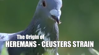 The Origin of Combination Heremans  Ceusters Strain [upl. by Priebe]