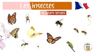 Les Insectes En Français  Les Bruits Et Noms Des Insectes  46 Insectes Différents À Apprendre [upl. by Aicenaj287]