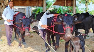 5star⭐Jotti अपने फार्म की फस्ट टाइमर जोटी💖bannibuffalo animals [upl. by Perron]