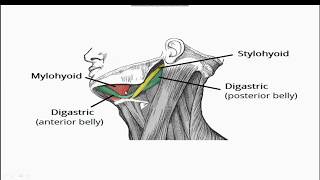 Submandibular Region Lecture  Submandibular Gland Submandibular Ganglion Sublingual Gland [upl. by Sanborne]