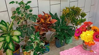 6 Plantas Variegatas Que Estão Na Moda Plantas de vó [upl. by Diao86]