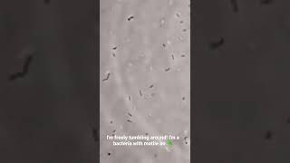 Motile Bacteria Positive Motility in Wet Mount Microscopic Examination [upl. by Magocsi]