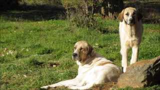 Cão de Gado Transmontano  Graciosa Rusticidade [upl. by Curzon]