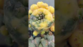 銀冠玉錦2 2024 09 22 Lophophora fricii ＃shorts [upl. by Odlareg437]