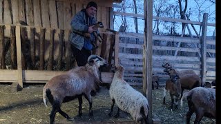 OIȚE 🐑 MUFLONI 🐑STRUȚI🐝ALBINE🐝SCRUMBIE LA GRĂTAR 🐬 SARAMURĂ 🐬 MĂMĂLIGĂ [upl. by Myles609]