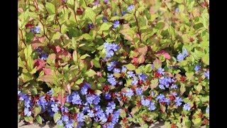 Leadwort  Ceratostigma  KY Perennials [upl. by Sinnaoi]