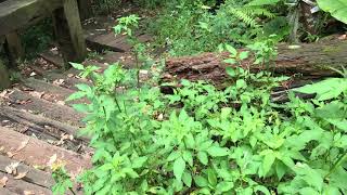 ヒョウマダラTimelaea albescens 恵孫林場 20180819 Huisun forest Area Butterfly of Taiwan [upl. by Eibbed]