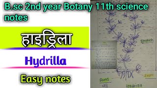 हाइड्रिला hydrilla Easy notes  botany second year major paper question 2023 [upl. by Kelila]