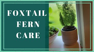 Foxtail Fern  Basic Care  aka The Asparagus Fern [upl. by Higgs]