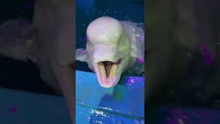 It’s time to eat Beluga whale eats fish Beluga whale eating ice Little fish in Hutan [upl. by Najtsirk]