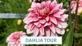 Complete Dahlia Garden Tour With Name Labels  Cottoverdi [upl. by Adin]