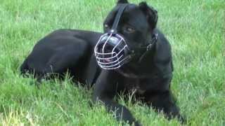 Dog wire muzzle for Cane Corso [upl. by Leila861]