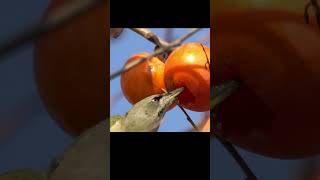 청딱따구리 감 먹방 Grey faced woodpecker Eat persimmon birds 0370 [upl. by Opportina]