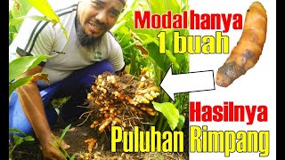 TERBUKTI  MODAL HANYA SATU HASILNYA PULUHAN RIMPANG  UJI PETIK KUNYIT SEBELUM PANEN [upl. by Aciruam]