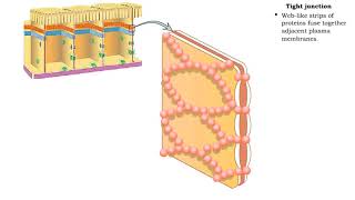 Type of Cell Junctions  Tight and Adherens Junctions [upl. by Aisercal]