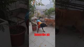 Captain gadio pe bhok raha hai shorts dog pets [upl. by Allemap]