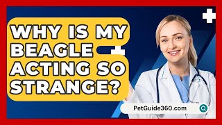 Why Is My Beagle Acting So Strange  PetGuide360com [upl. by Yhtir]