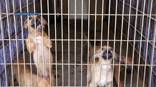 Hawaii shelters offer free pet adoptions in quotEmpty the Sheltersquot event [upl. by Aisatan842]