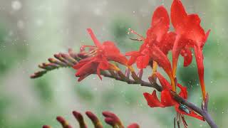 How to Grow Crocosmia [upl. by Yrellav]