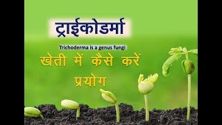 How to use trichoderma fungi  ट्राइकोडर्मा फफूंदनाशी का आसान उपयोग  खेती के लिए महत्त्वपूर्ण [upl. by Zsuedat231]