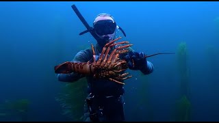 Crayfish Diving in a Giant Kelp Forest Tasmania [upl. by Llenrad247]