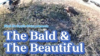 The bald and the beautiful trailer [upl. by Ajad695]